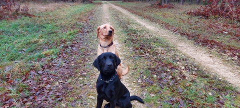 Steadiness is a crucial skill for a gundog