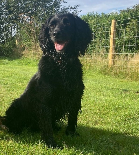 Cocker Spaniel Gundog Training That Works