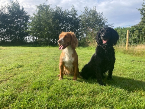 Buying a Part Trained Cocker Spaniel