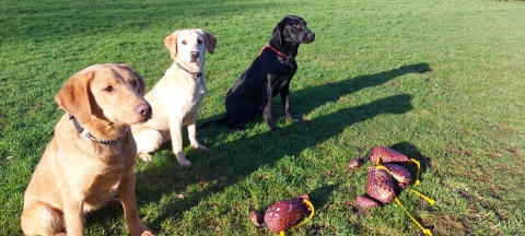 What should a part trained gundog be able to do?