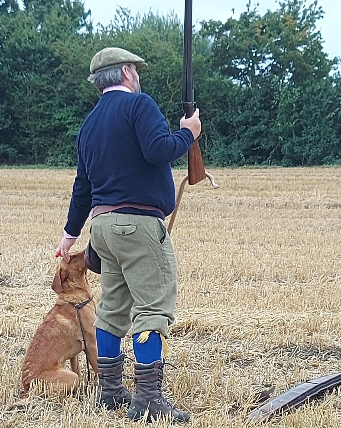 Trained Gundogs For Sale Breckland Gundog Training