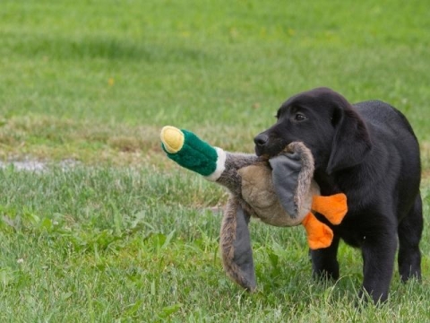 The Art of Gundog Training