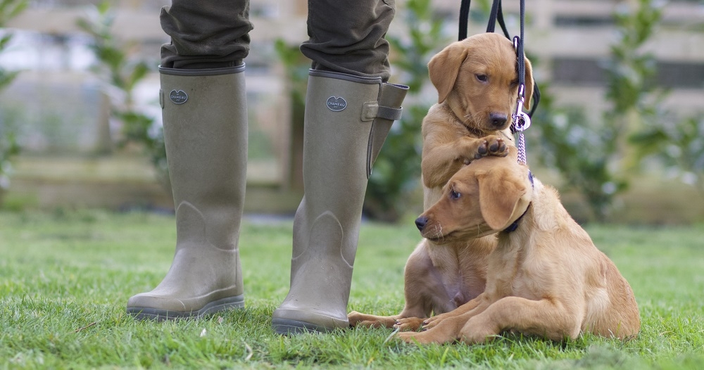 The Pros and Cons of Buying a Part Trained Labrador, Springer or Cocker ...