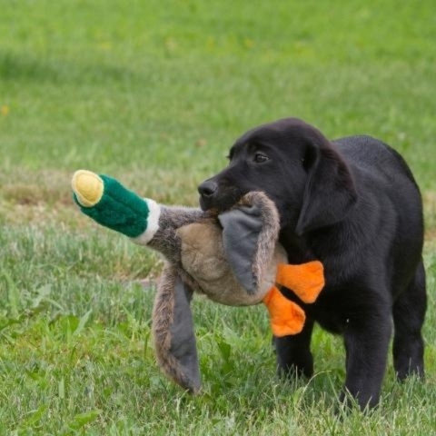 Why Play Reigns Supreme as a Reward for Working Labradors
