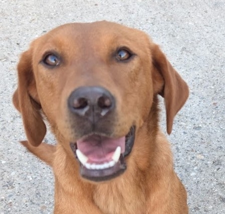 Top Drills for Stop Whistle Control in Gundogs